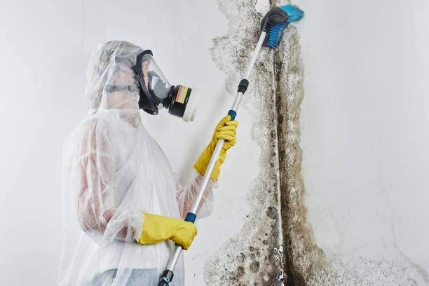 Professional Mold Removal in Lakehills, TX