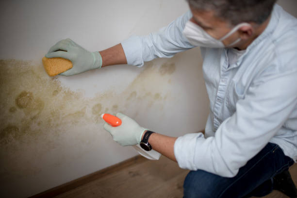Home Mold Removal in Lakehills, TX