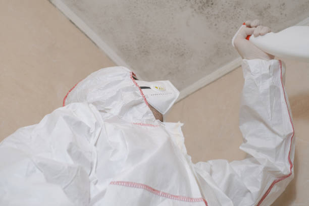 Best Local Mold Removal Service  in Lakehills, TX